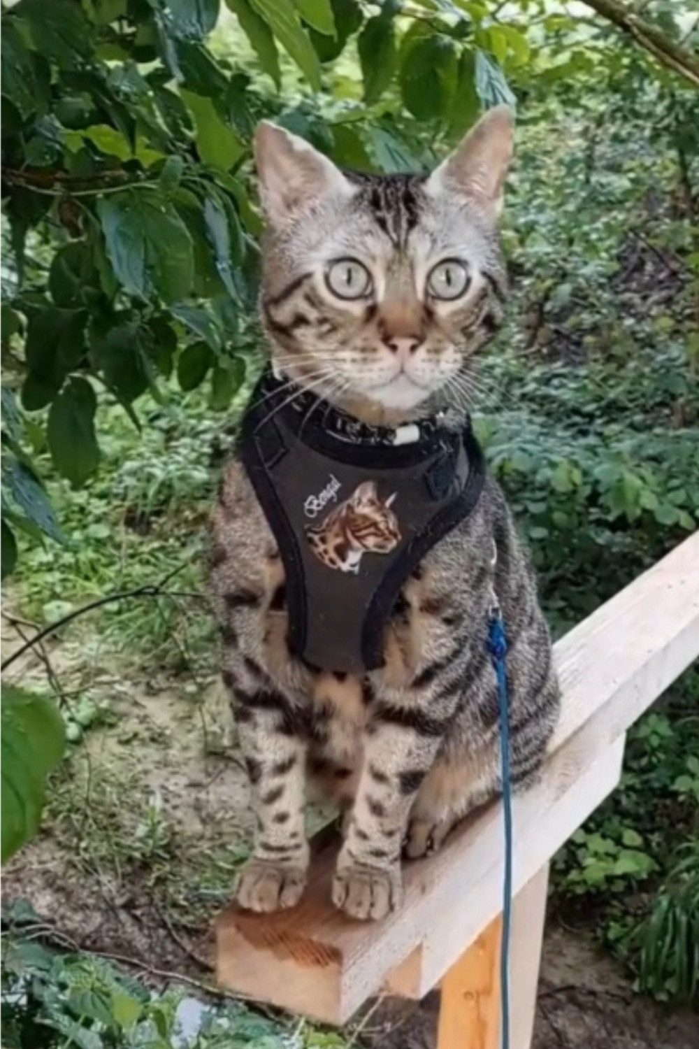 Beroni Geschirr Katzengeschirr Bengal verstellbar nicht Über-Kopf hochwerti günstig online kaufen