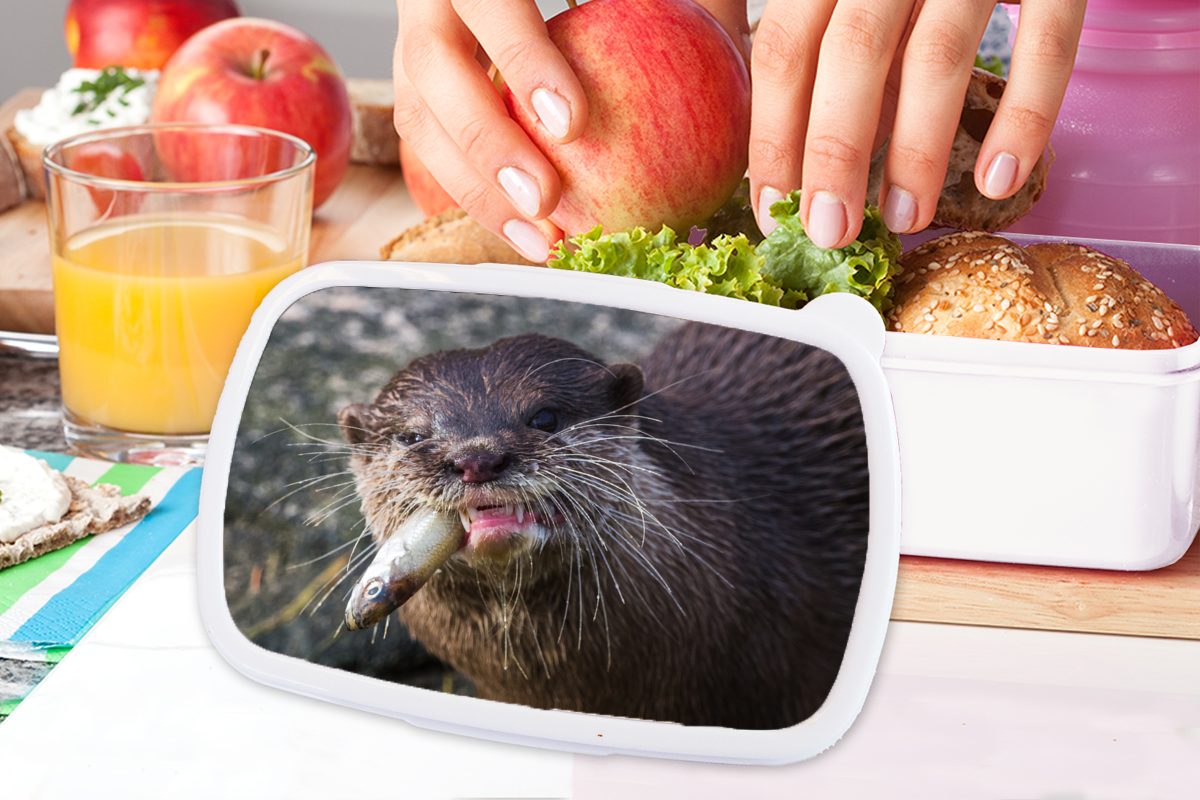 MuchoWow und für (2-tlg), frisst Lunchbox Brotbox für Otter Brotdose, weiß Kunststoff, Mädchen Kinder Fisch, Jungs und Erwachsene,