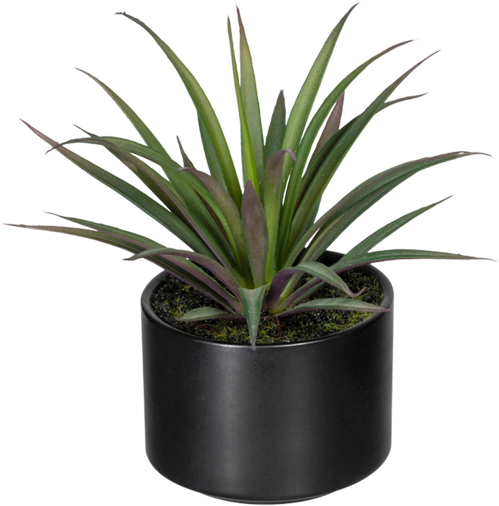 Künstliche Zimmerpflanze Set aus Aloe, Agave und Tillandsie Sukkulente, Creativ green, Höhe 15 cm, im Keramiktopf, 3er Set – Bild 2 von 5
