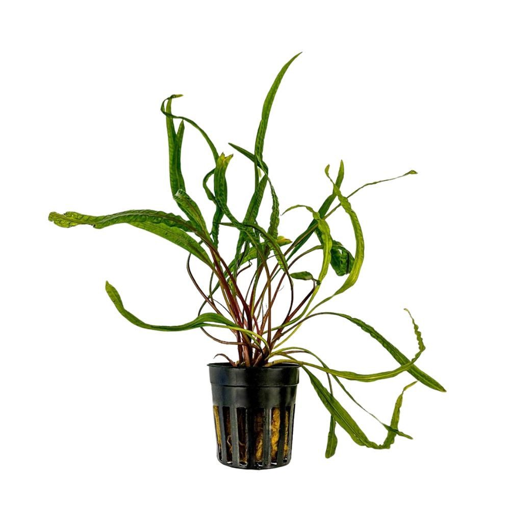 Aquaone Wasserpflanze Aquarium Pflanze Cryptocoryne balansae Topf Nr.309B günstig online kaufen