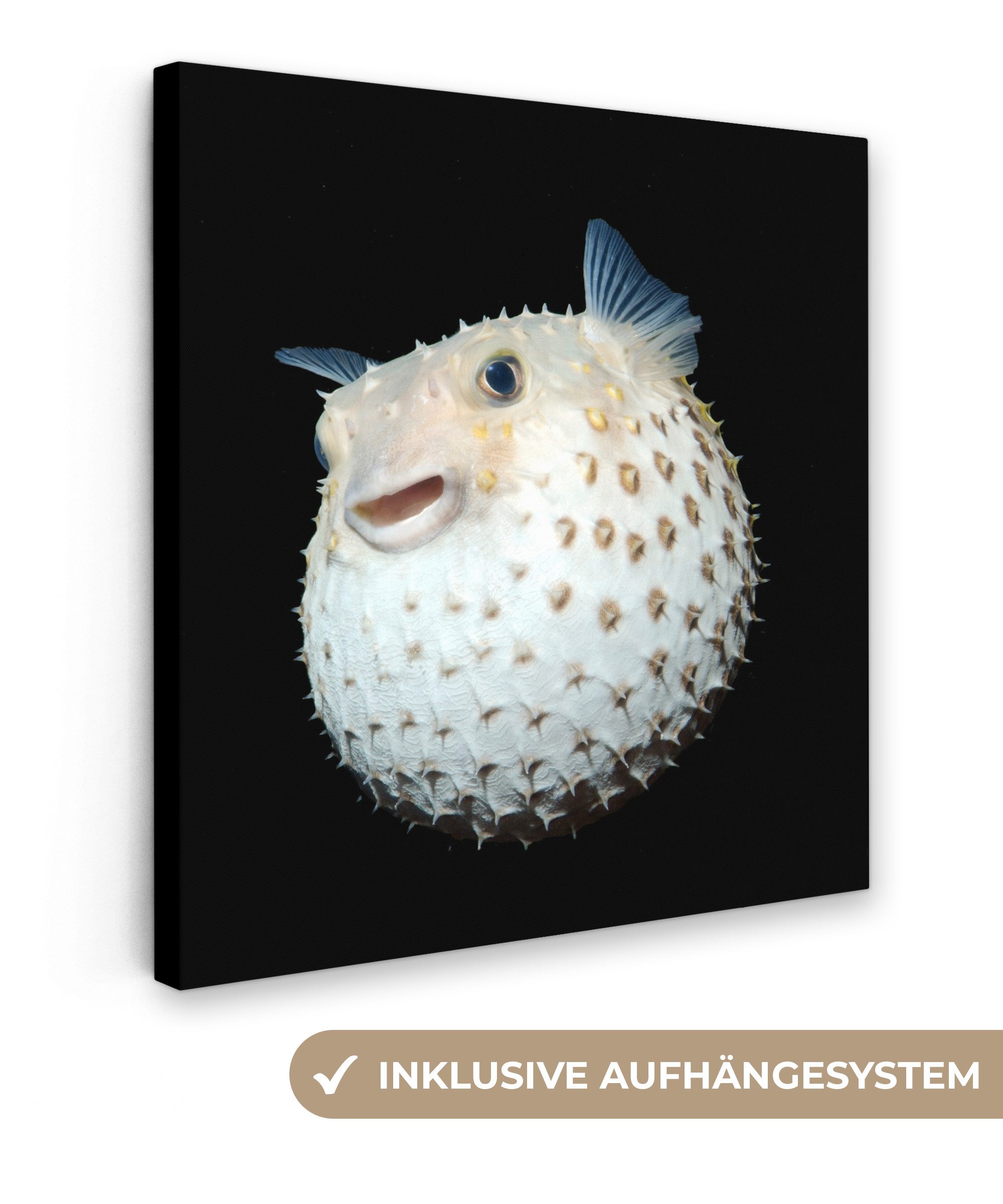 OneMillionCanvasses® Leinwandbild Fische - Meerestiere - günstig online kaufen