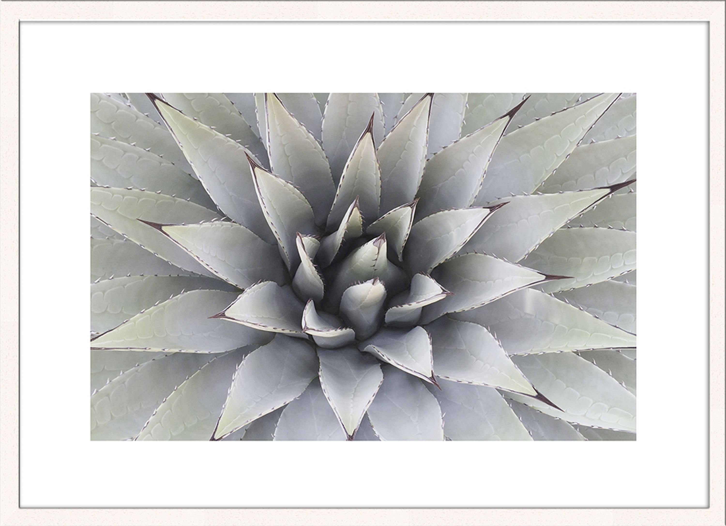 / Kaktus mit Tropisches Rahmen artissimo Blatt Holz-Rahmen Bild Bild 51x71cm Wandbild, gerahmt mit / / Design-Poster