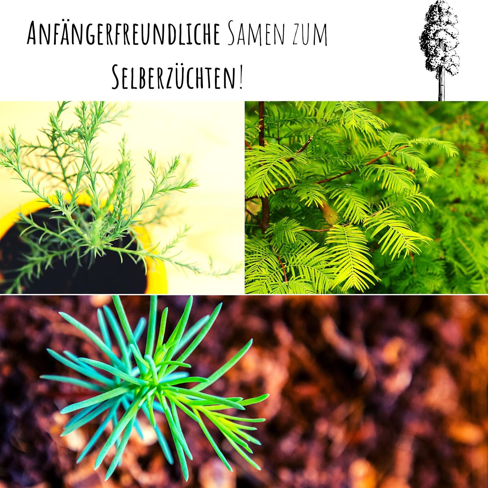 HappySeed Blumensamen Außergewöhnliche Bonsai Samen mit hoher Keimrate - Berg Mammutbaum, Bonsaifähig – Bild 4 von 5