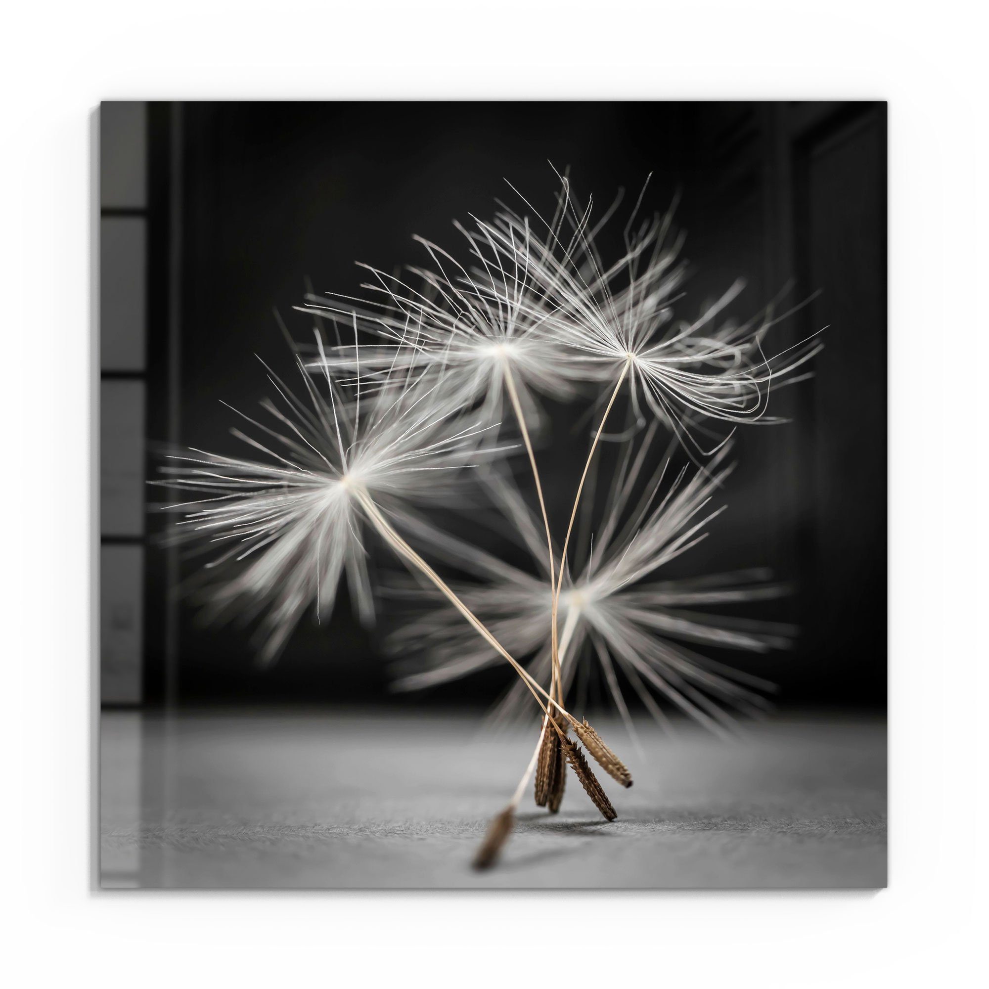 DEQORI Glasbild 'Samen der Pusteblume', 'Samen günstig online kaufen