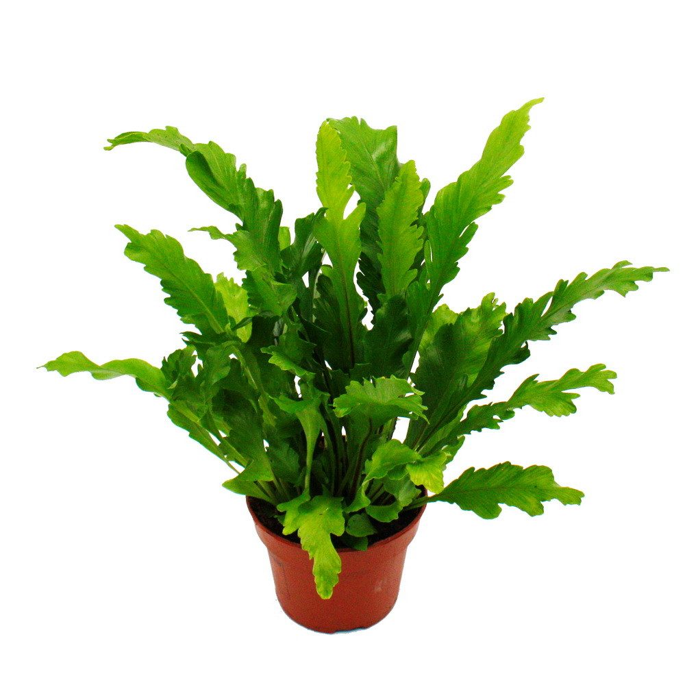 Exotenherz Zimmerpflanze Asplenium Farn-Sorten fürs Zimmer Nestfarn 12cm To günstig online kaufen