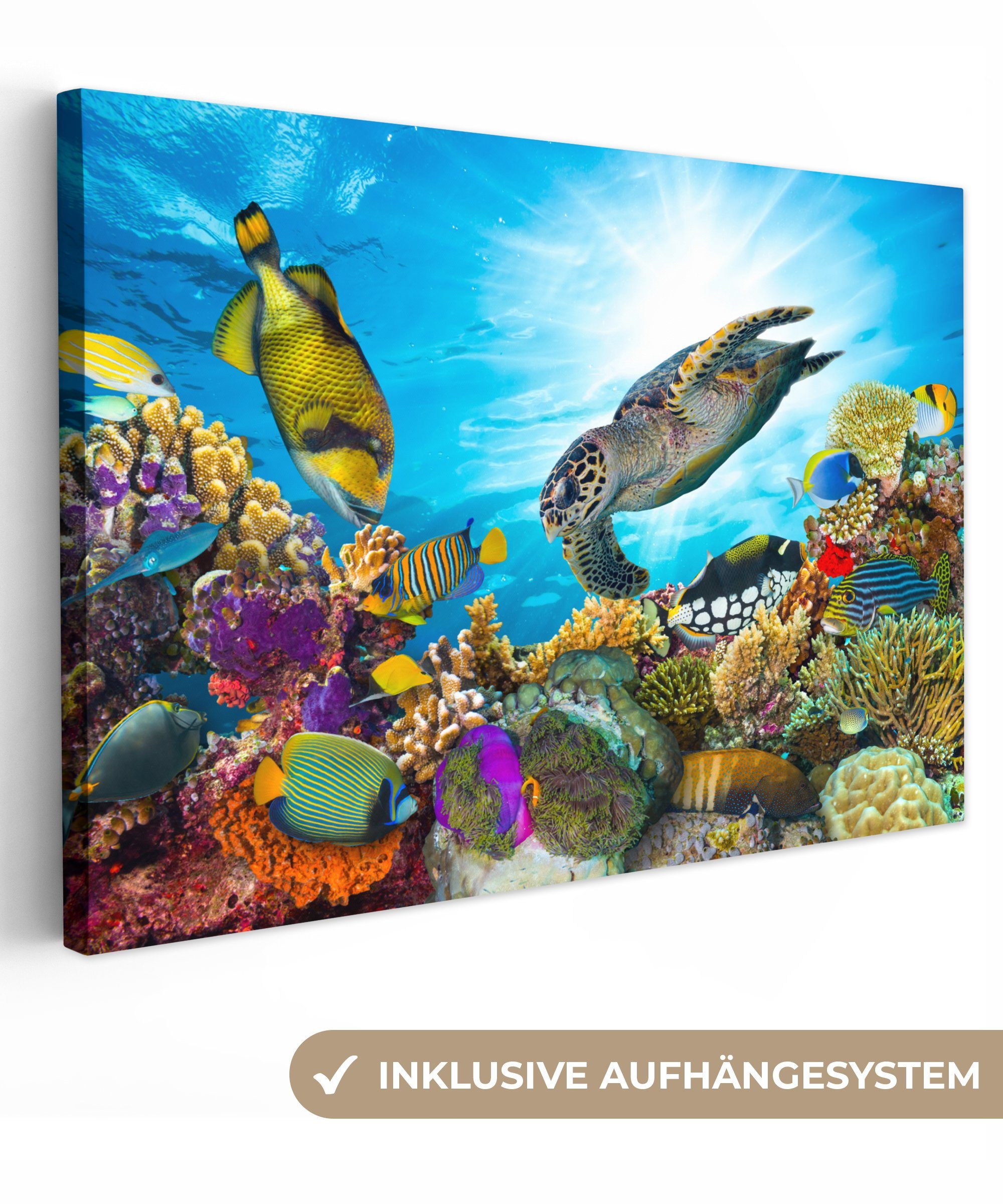 OneMillionCanvasses® Leinwandbild Schildkröte - Meer - günstig online kaufen