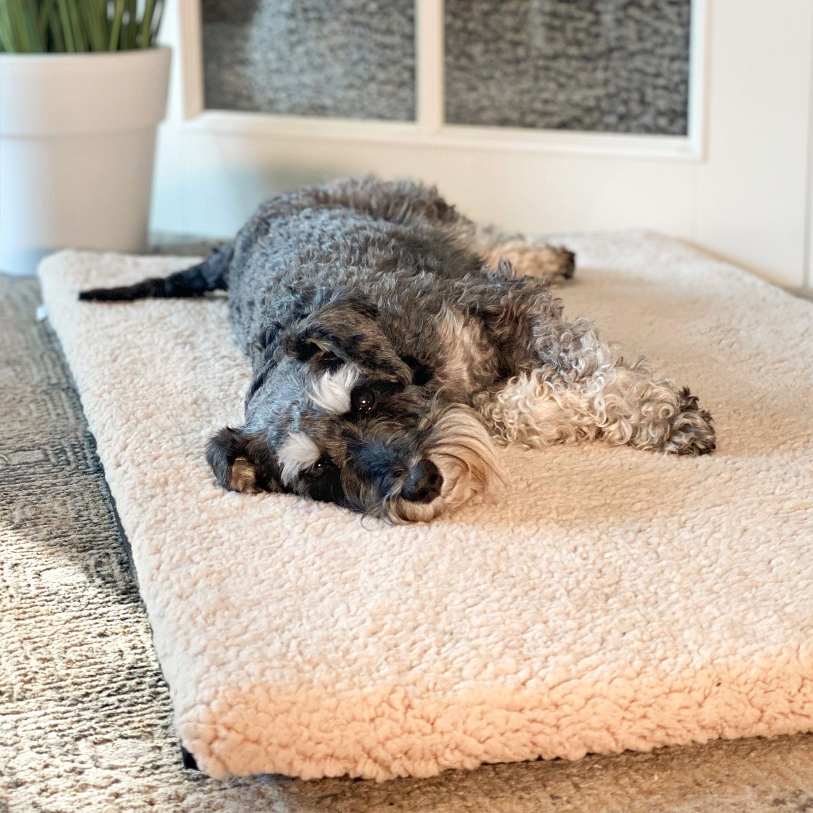 RelaxXL Hundematte CHARLY, Orthopädisch, Bezug waschbar, günstig online kaufen