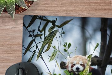 MuchoWow Gaming Mauspad Panda - Pflanzen - Zweige (1-St), Mousepad mit Rutschfester Unterseite, Gaming, 40x40 cm, XXL, Großes