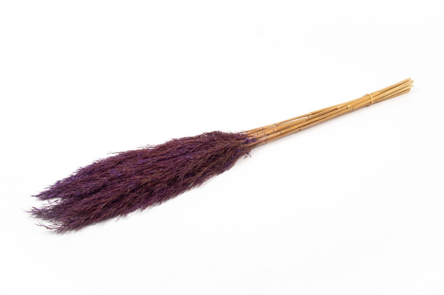 Trockenblume Schilf getrocknet DONJETA, dunkellila, 70-80cm, Ø15cm, INNA-Glas, Höhe 80.0 cm
