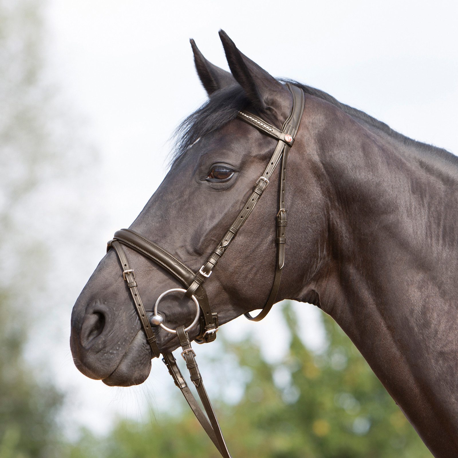 Kieffer Trensenzaum Trensenzaum Ultrasoft braun - Warmblut, Leder