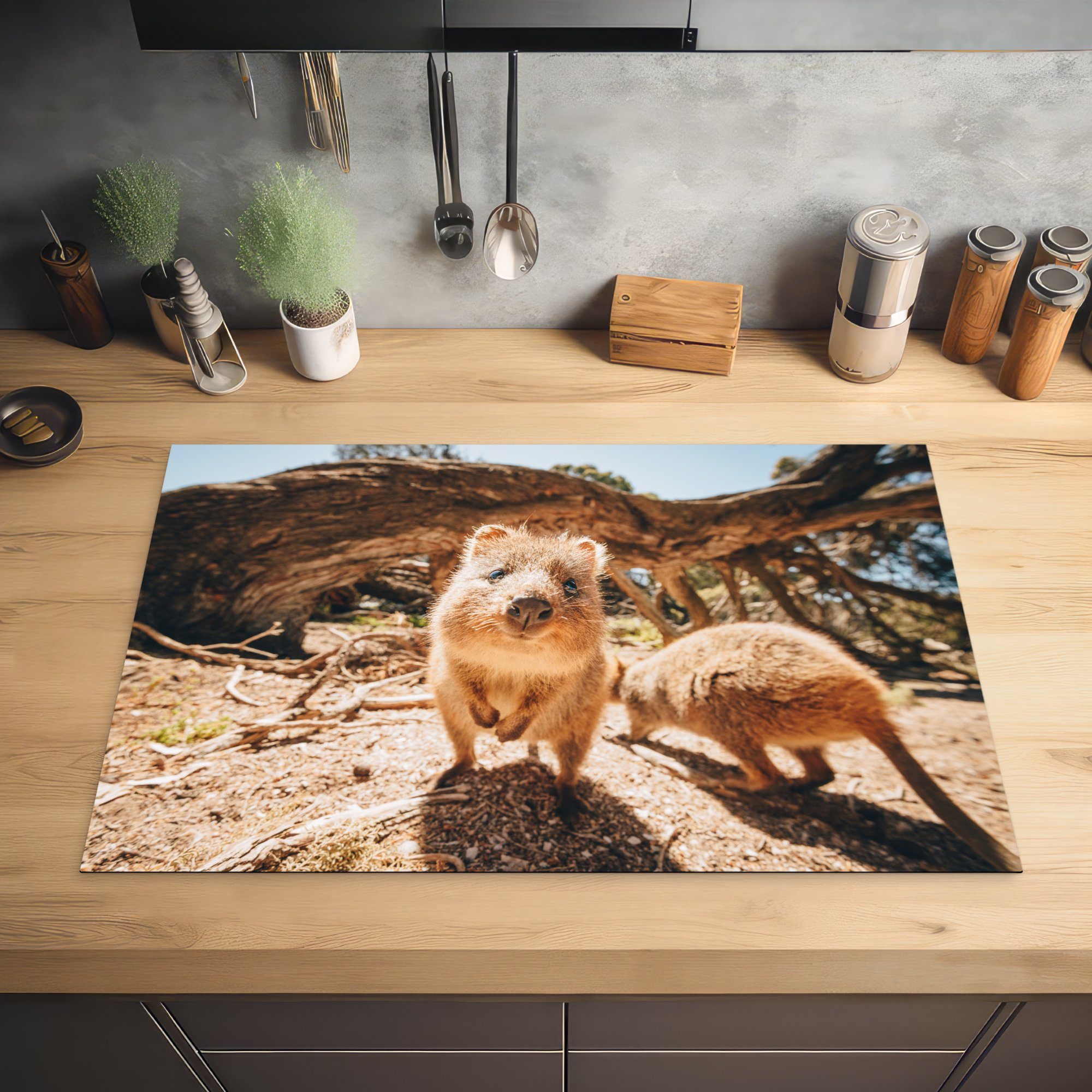 MuchoWow Herdblende-/Abdeckplatte für in Induktionskochfeld Quokkas küche, tlg), Vinyl, die cm, 81x52 (1 Australien, Schutz Ceranfeldabdeckung