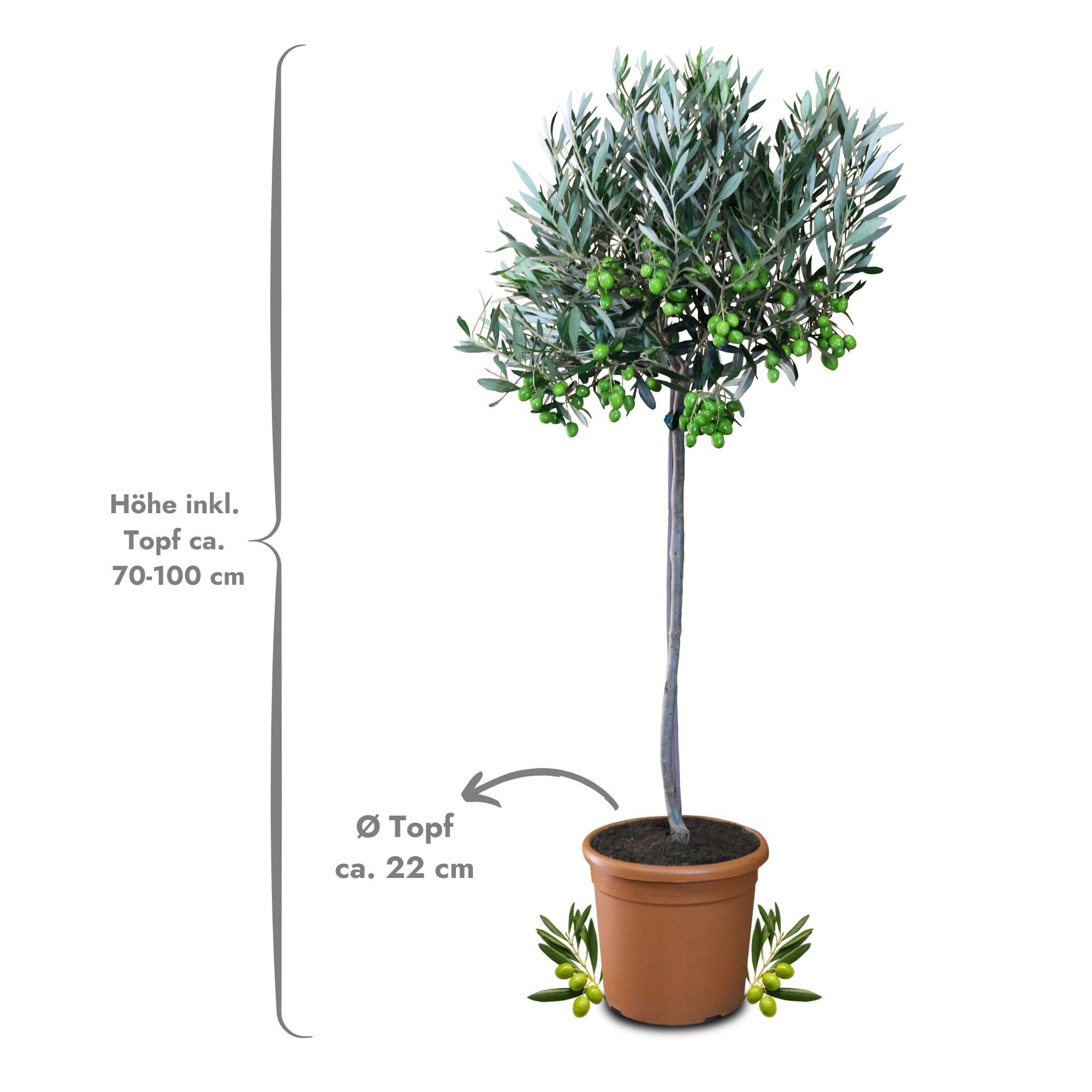 Meine Orangerie Olivenbaum Stämmchen - Olea europaea, echte Olive, fruchtreifes Bäumchen in Gärtnerqualität