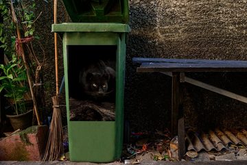 MuchoWow Wandsticker Panther - Wald - Augen (1 St), Mülleimer-aufkleber, Mülltonne, Sticker, Container, Abfalbehälter