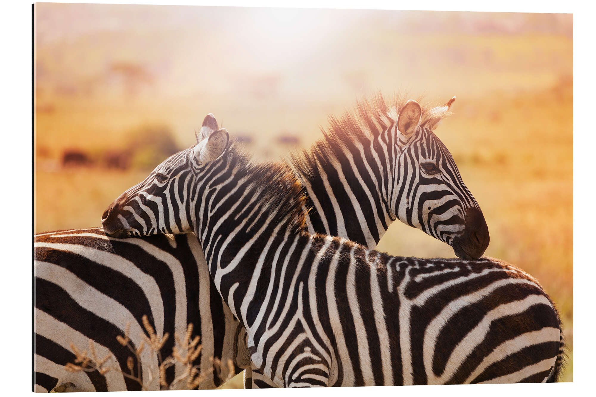 Posterlounge Wandbild Zebrastute mit Fohlen, Kenia, Editors Choice, erhältlich als Poster, Leinwandbild, Wandsticker oder Acrylglasbild
