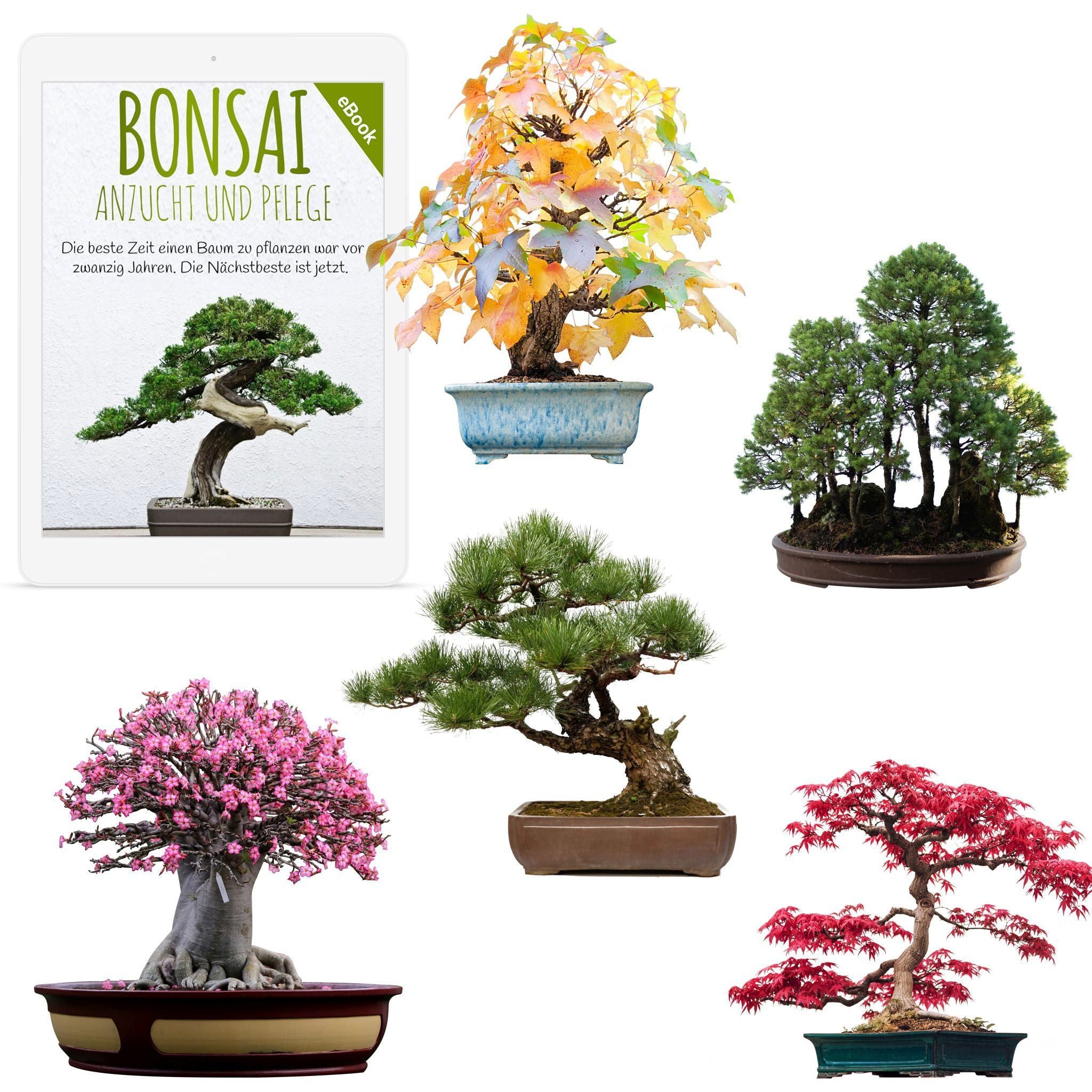 Blumensamen Außergewöhnliche Bonsai Samen mit hoher Keimrate - 5er Set inkl. eBook