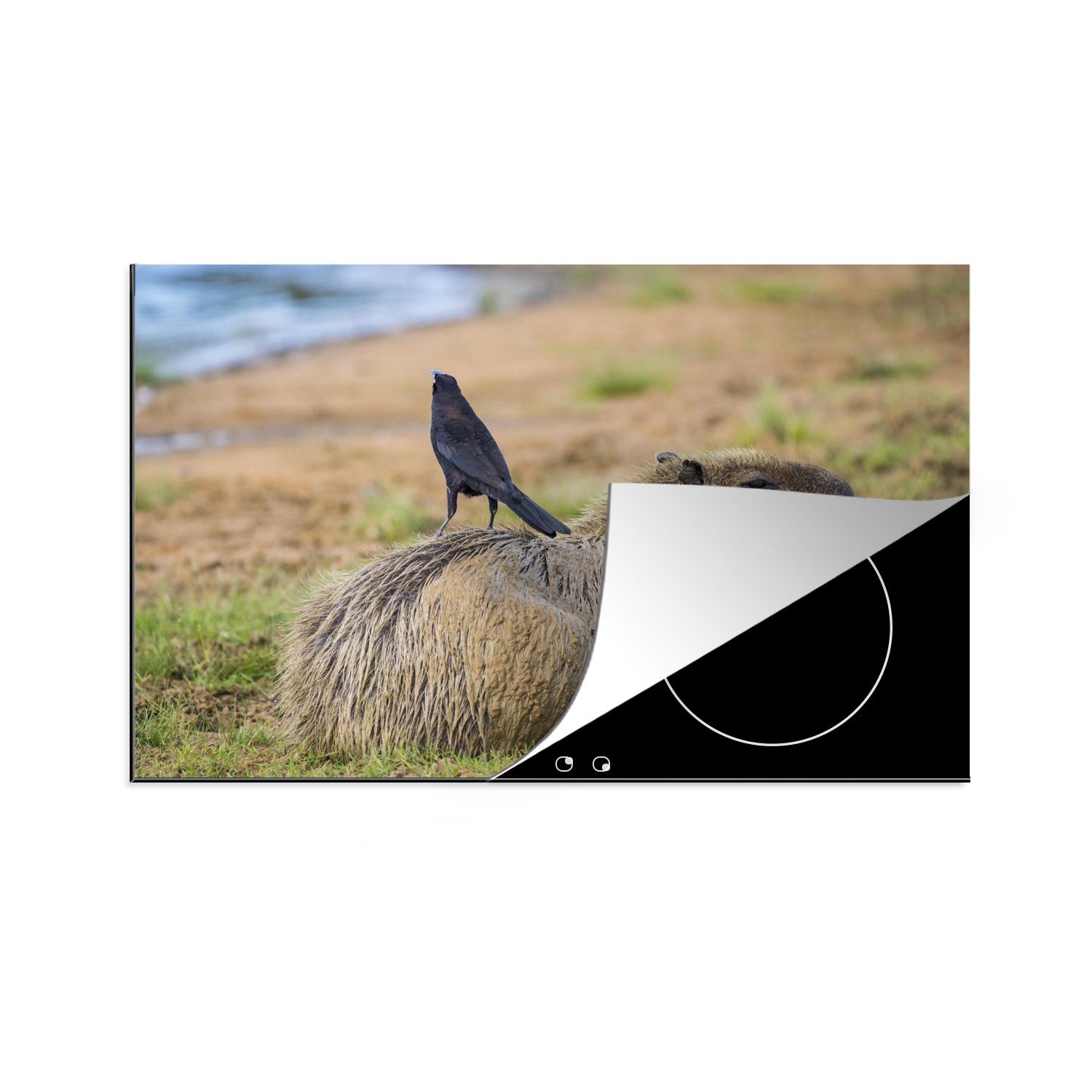 tlg), 81x52 Schutz Vogel, für MuchoWow Capybara Ceranfeldabdeckung Vinyl, küche, Herdblende-/Abdeckplatte die (1 mit cm, Induktionskochfeld