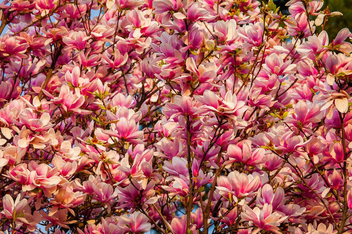 Papermoon Blüten Fototapete Baum