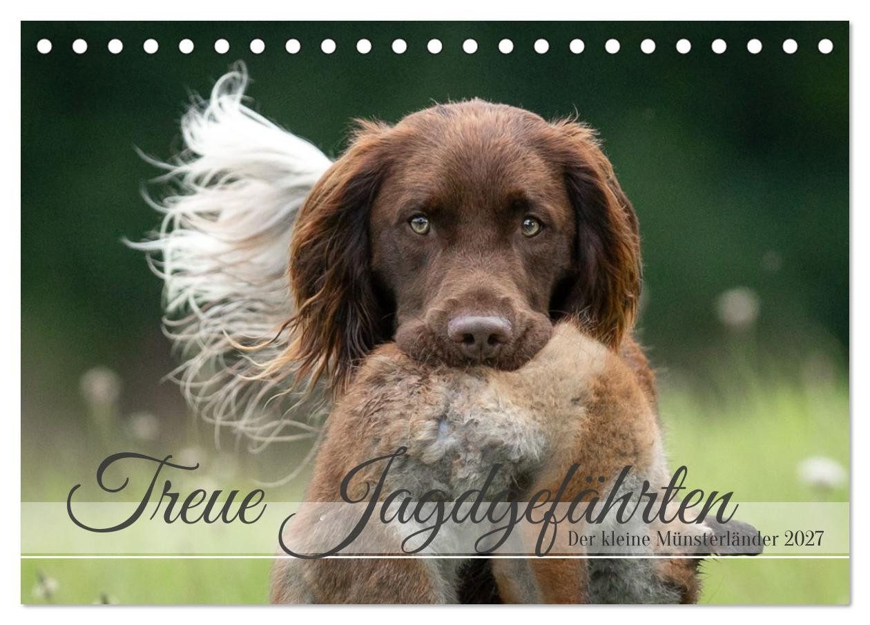 CALVENDO Wandkalender Treue Jagdgefährten Der kleine Münsterländer (Tischkalender 2027 DIN A