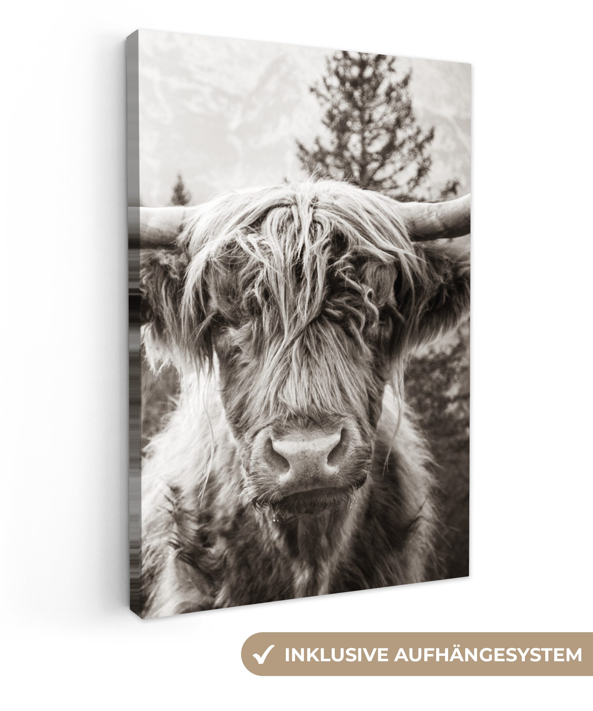OneMillionCanvasses® Leinwandbild Schottischer Highlander - Kuh - Tiere - S günstig online kaufen