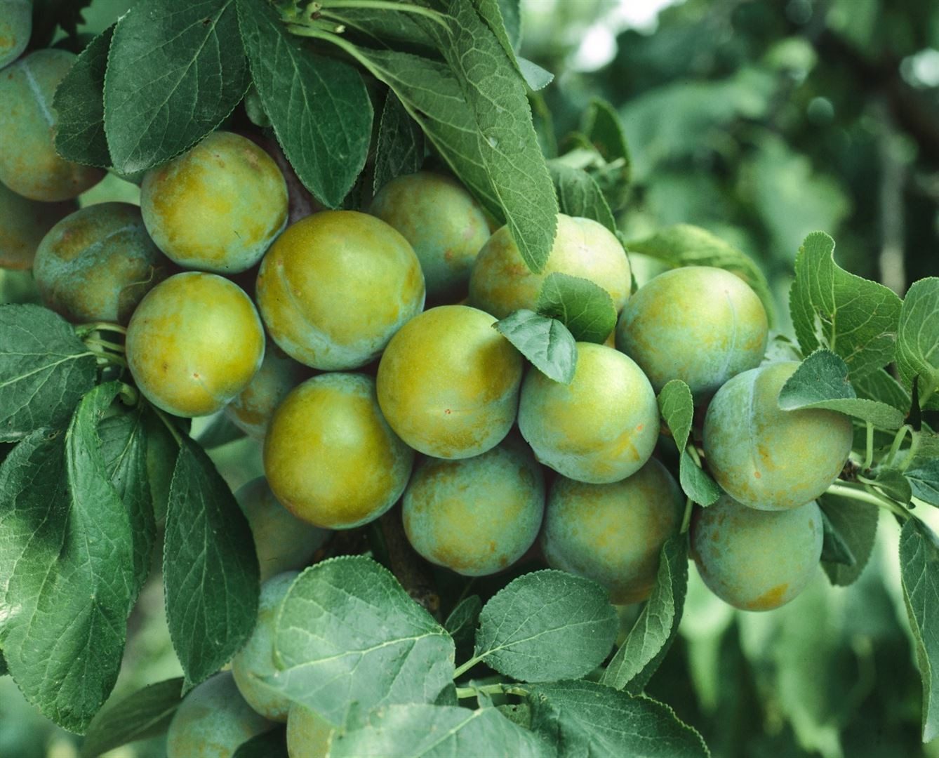 Pflanzen für Dich Obstpflanze Prunus dom. Ontario, 1 St., Ontario-Pflaume, Pflaumenbaum, gelbe Früchte, saftig-süß