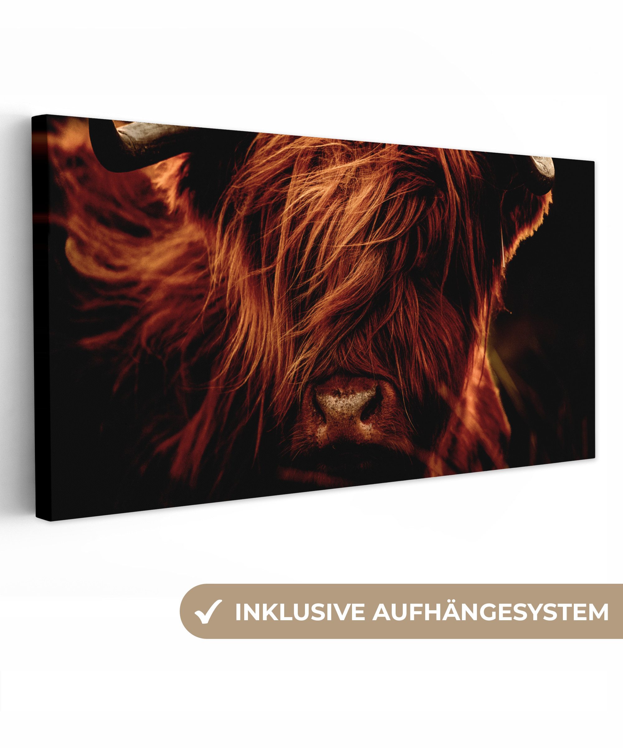 Schottischer Highlander - Kuh - Hörner - Porträt - Tiere