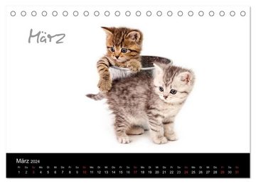 CALVENDO Wandkalender Katzenbabys (Tischkalender 2024 DIN A5 quer), CALVENDO Monatskalender