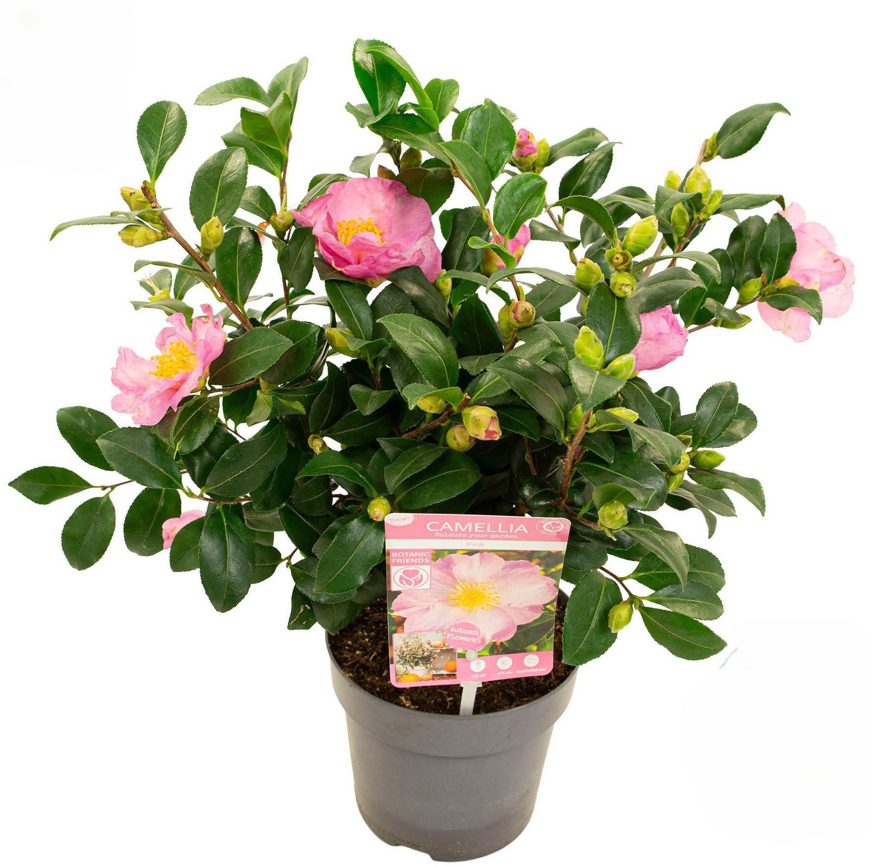 meinvipshop Topfpflanze Kamelie rosa 55cm