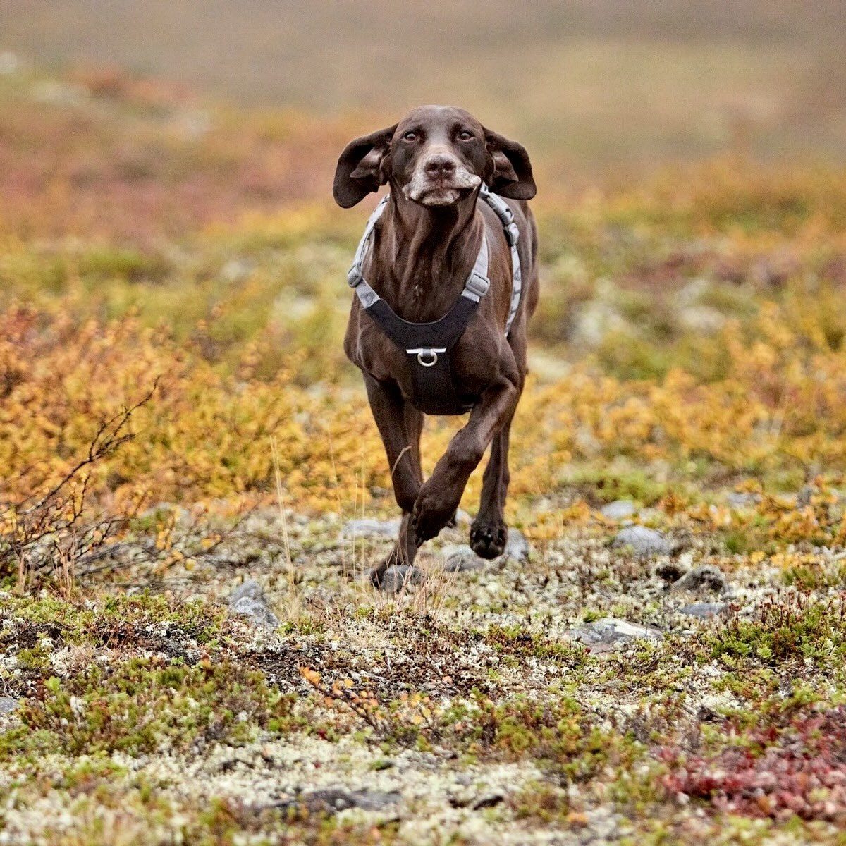 HURTTA Hunde-Geschirr Hundegeschirr Rover Harness raven