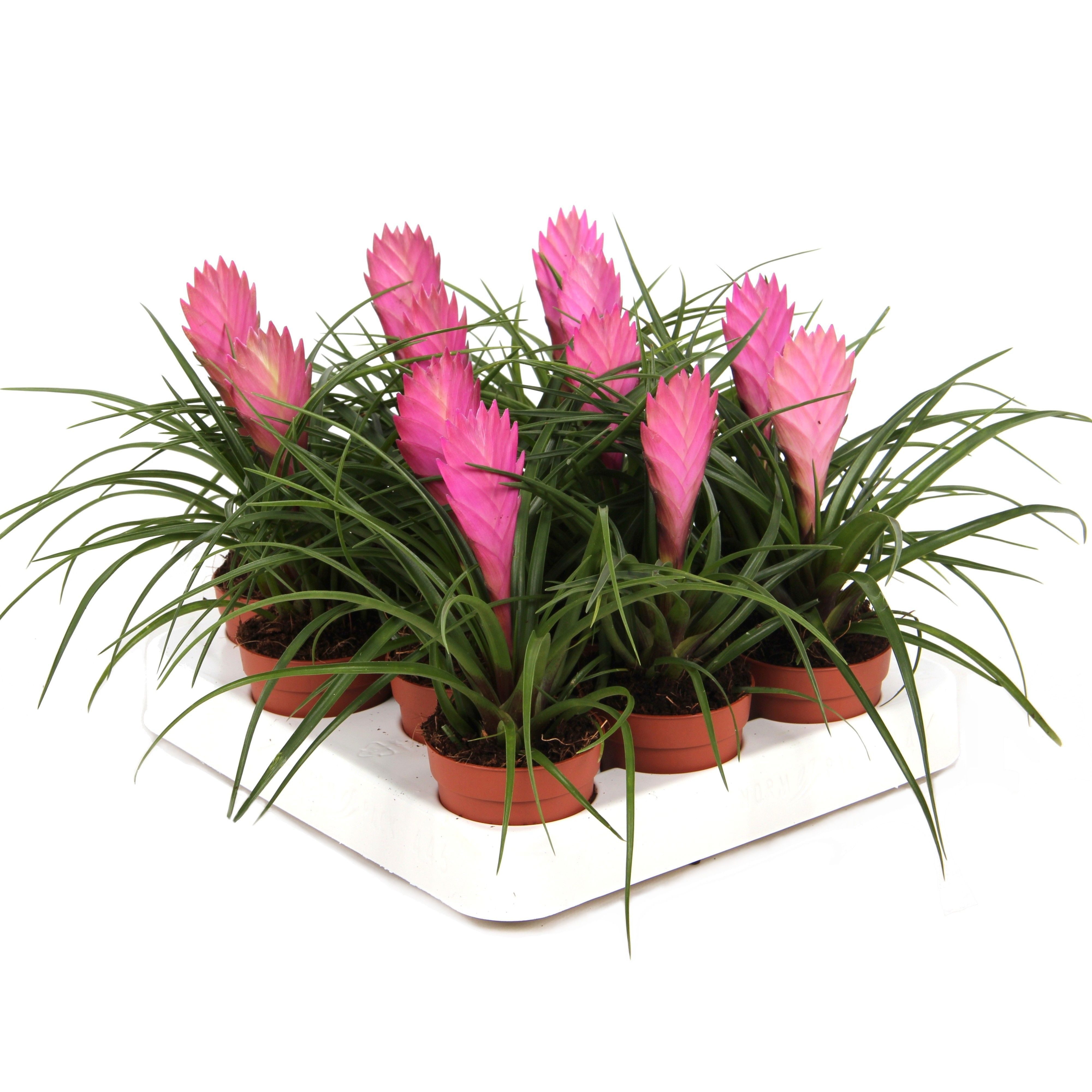 Exotenherz Zimmerpflanze Tillandsia "Cyanea" - blühende Luftnelke - 7cm Topf - 15cm hoch – Bild 3 von 3