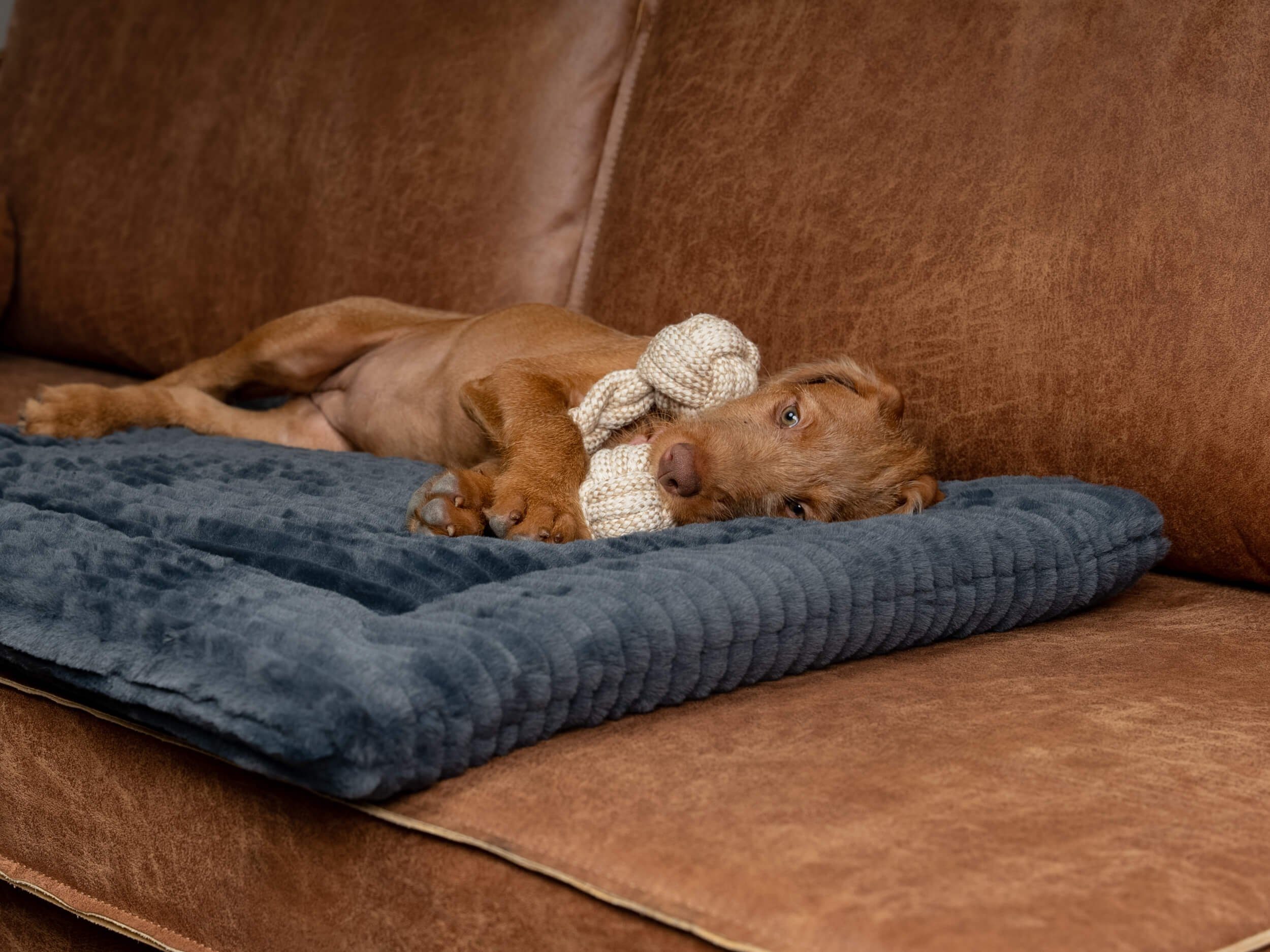 TrendPet Tierdecke Harmony anthrazit, gefütterte Hundedecke, 100% Polyester, in verschiedenen Größen erhältlich