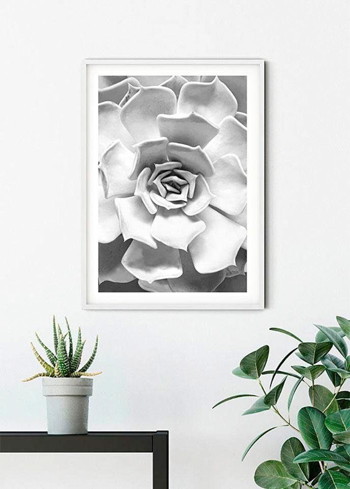 Komar Bild Succulent Closeup, Blätter, Pflanzen (1 St), Wandbild zur Dekoration - ohne Rahmen