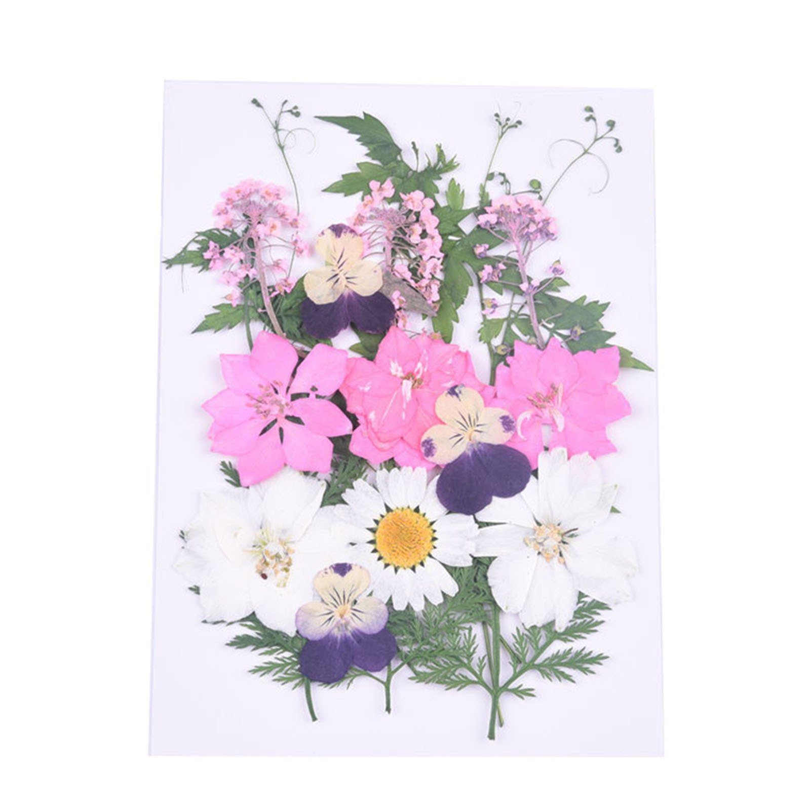 Trockenblume Gepresste Blumen, Kleine Blumen, Trockene, Scrapbooking, 5 Blusmart Getrocknete combination