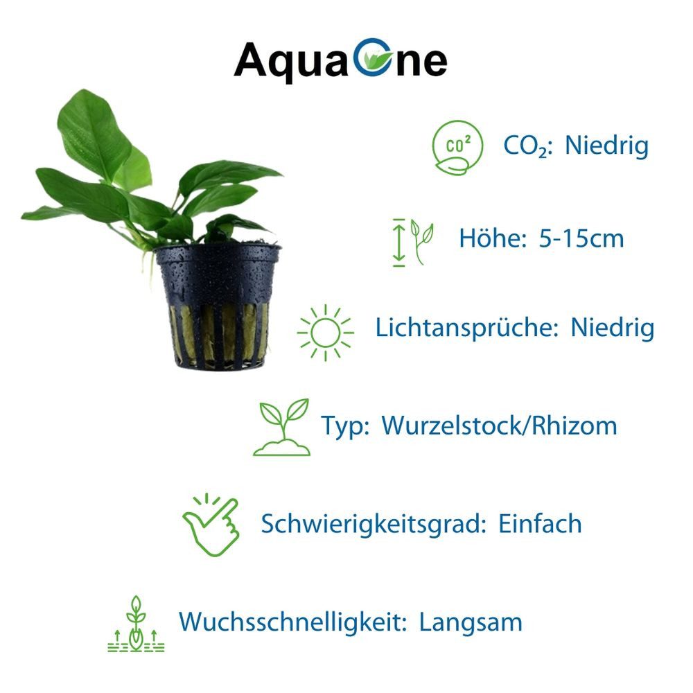 Aquaone Wasserpflanze Pflanzen Set mit 4 Anubias Aquariumpflanzen Set Nr.134 – Bild 4 von 5