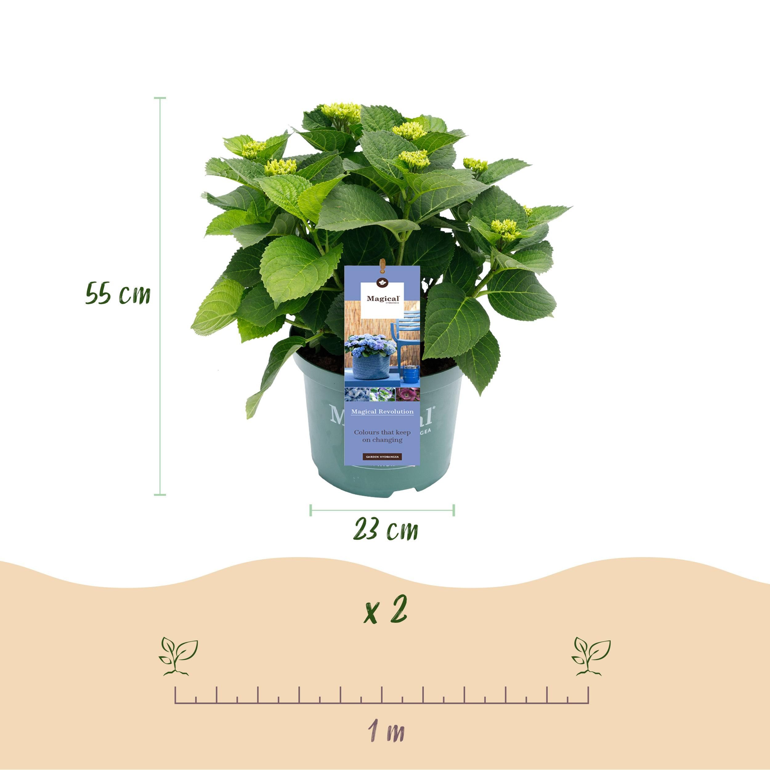 Exotenherz Beetpflanze Exotenherz - Hortensia - Hydrangea Magical Revolution Blue - 23cm Topf