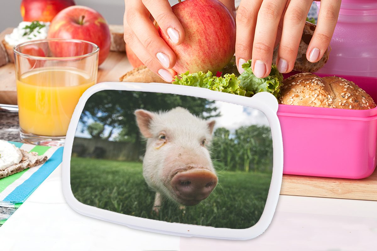 Snackbox, Schwein Erwachsene, - Nahaufnahme Gras, Kinder, rosa Mädchen, - Brotdose (2-tlg), Kunststoff, Kunststoff für MuchoWow Brotbox Lunchbox