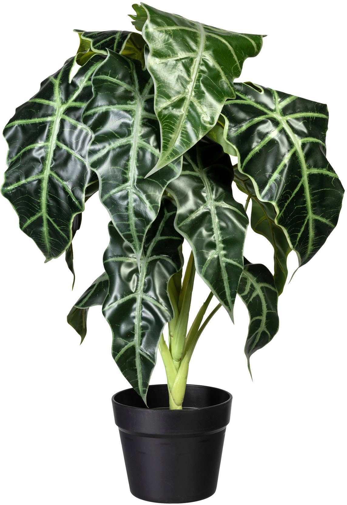 Künstliche Zimmerpflanze »Alocasia« Alocasia, Creativ green, Höhe 60 cm