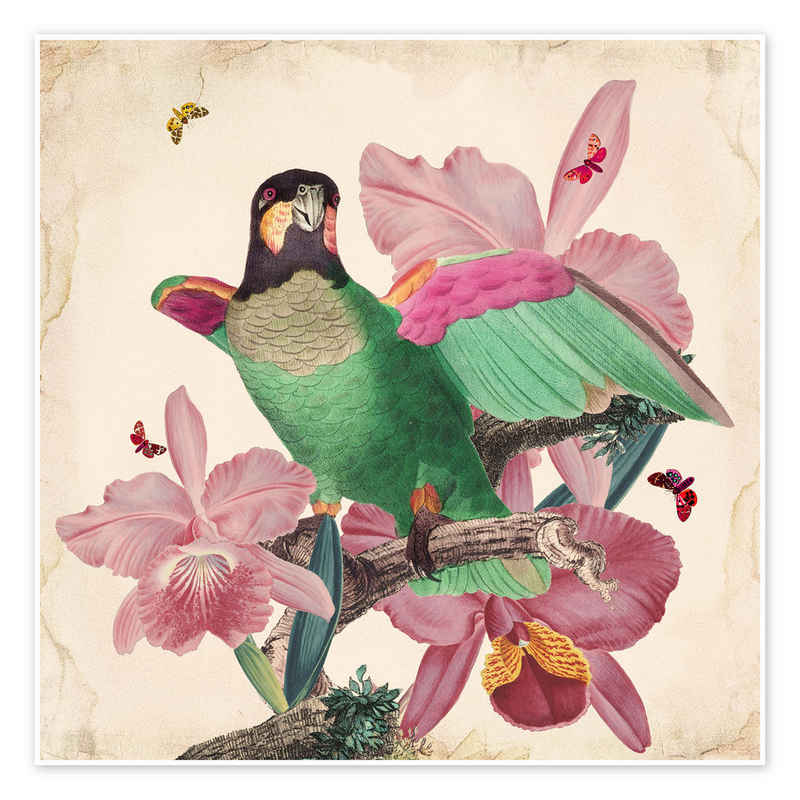 Posterlounge Poster Mandy Reinmuth, Exotische Papageien VIII, Wohnzimmer Orientalisches Flair Illustration