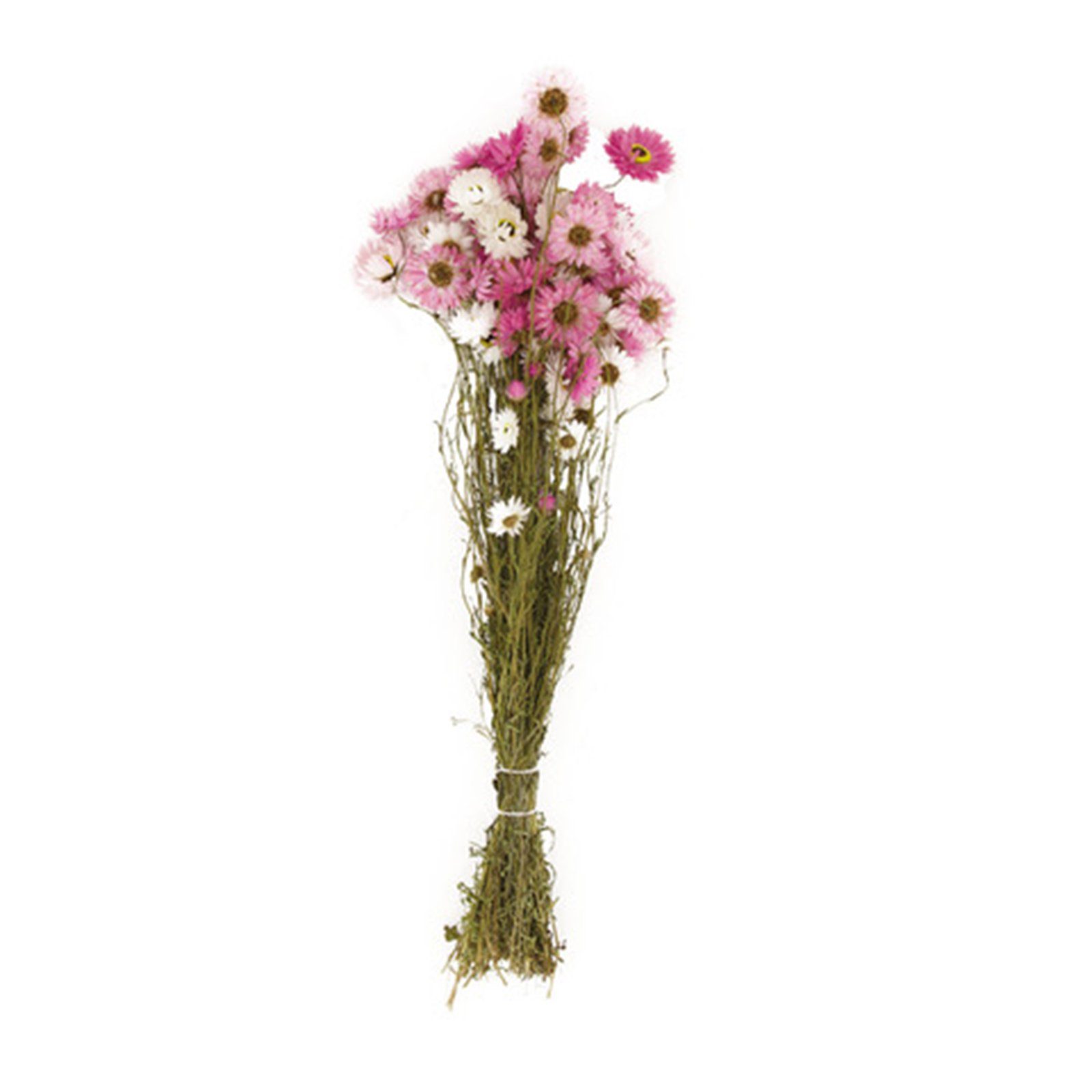 Trockenblume Sonnenstrohblumen rosa - Acroclinium - 76 cm, DIJK