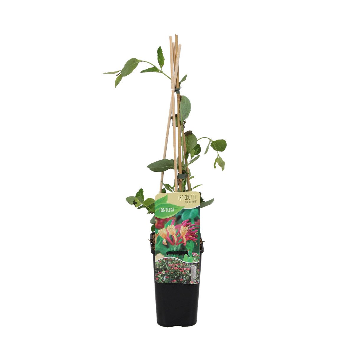 Bloomique Kletterpflanze Lonicera Heckrottii Goldflame, Geißblatt, 70-80 cm, Topf 15 cm, 1 St.