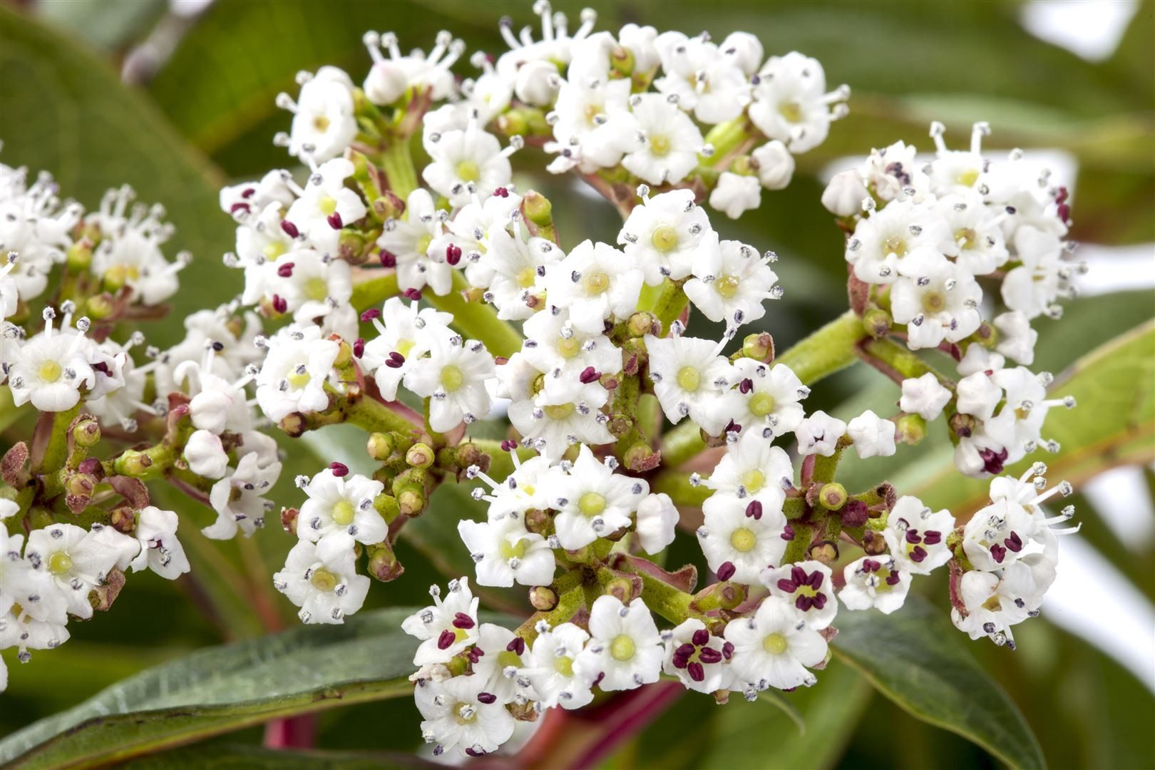 Pflanzen für Dich Gehölze Viburnum davidii, 1 St., David-Schneeball, Immergrüner Schneeball