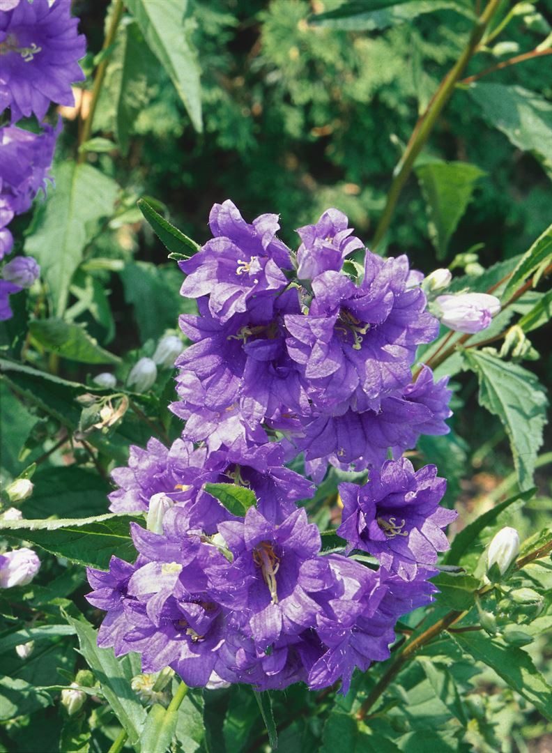 Pflanzen für Dich Staude Campanula trach. Bernice, 1 St., Nesselblättrige Glockenblume, Knäuel-Glockenblume