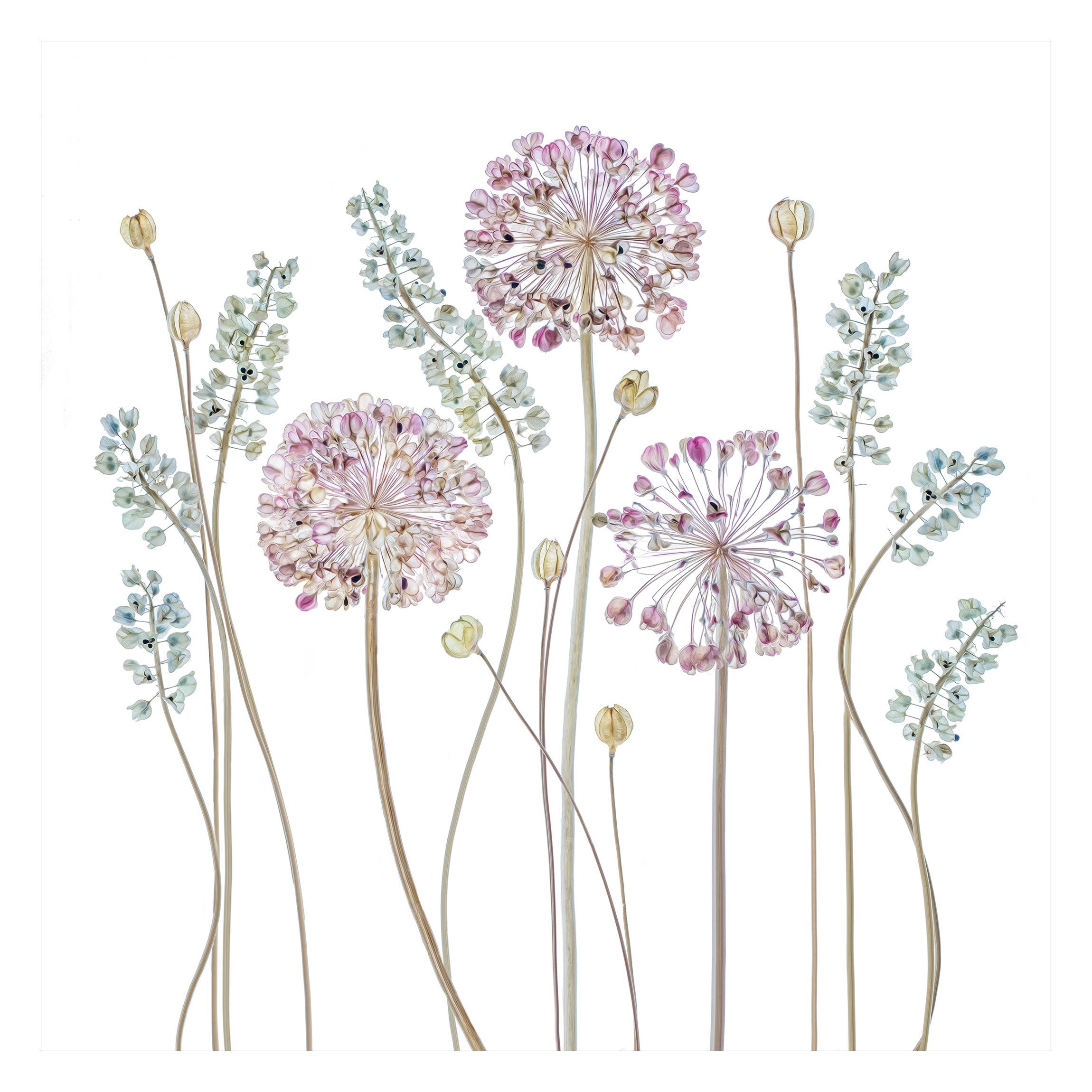 Bilderdepot24 Fototapete Blumen Allium Illustration Blumentapete Floral Nat günstig online kaufen