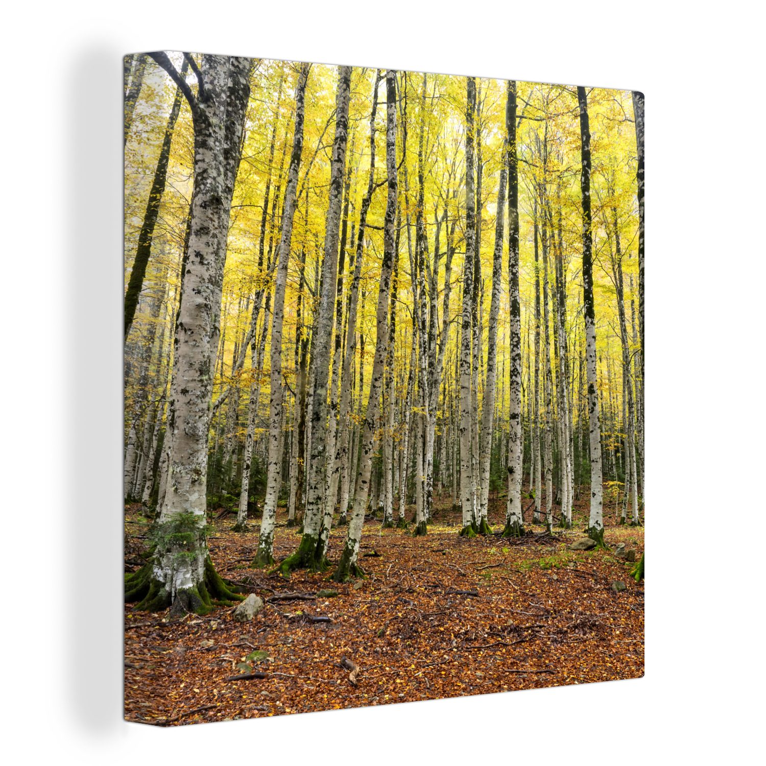 OneMillionCanvasses® Leinwandbild Wald - Bäume - Gelb, (1 St), Leinwand Bilder für Wohnzimmer Schlafzimmer bunt