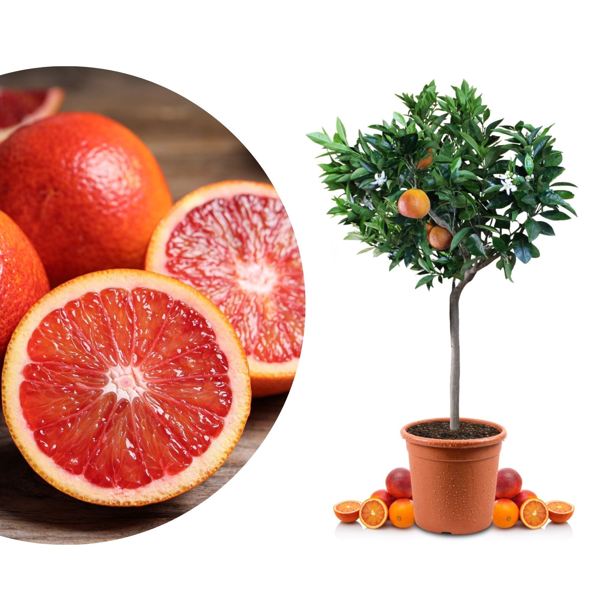 Meine Orangerie Obstpflanze Blutorangenbaum Citrus Sinensis 'Sanguinello', echte Blutorange, professionell veredelter und fruchtreifer Zitrusbaum