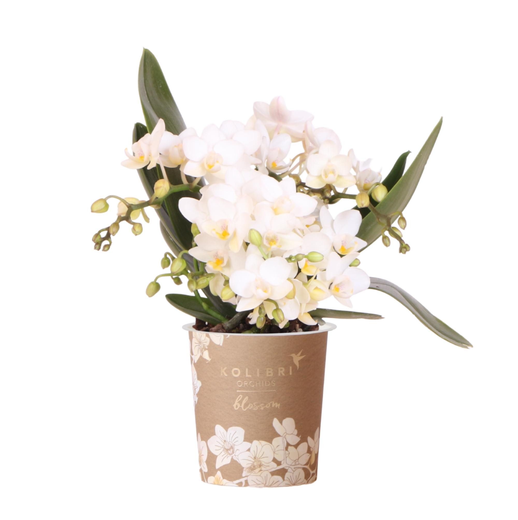 Exotenherz Zimmerpflanze Weiße Phalaenopsis Orchidee - Nazaré - Topfgröße 9cm
