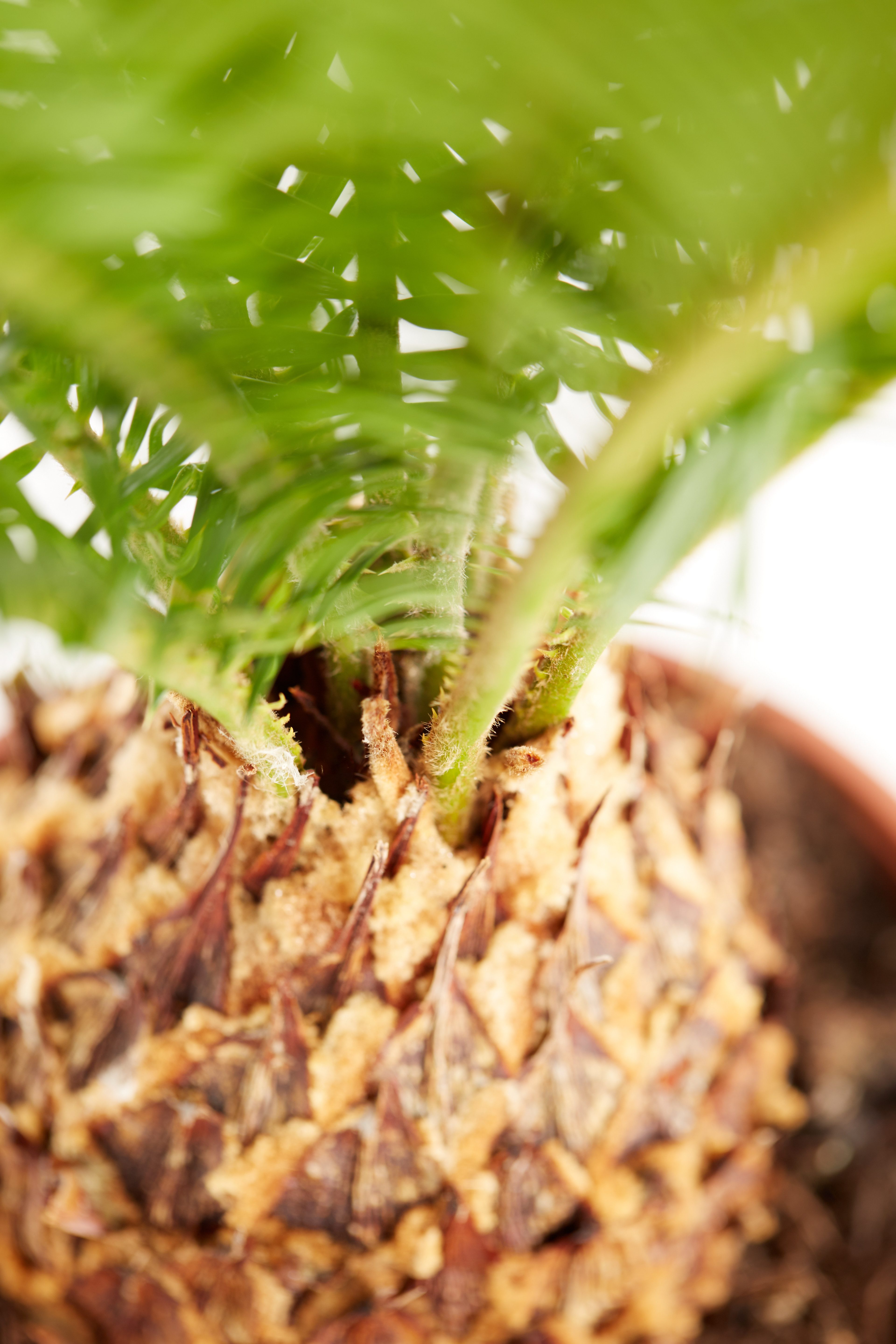 Dehner Zimmerpflanze Sagopalmfarn, Cycas revoluta, Urpflanze, Palmfarn mit großen, farnähnlichen, jedoch festen Blattwedeln