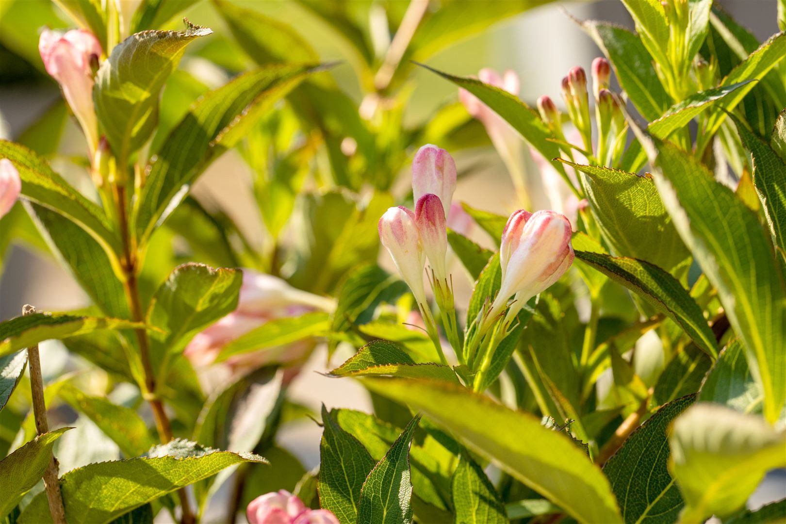 Pflanzen für Dich Hecken Weigela 'All Summer Peach', 1 St., Weigelie, pfirsichfarben, langblühend