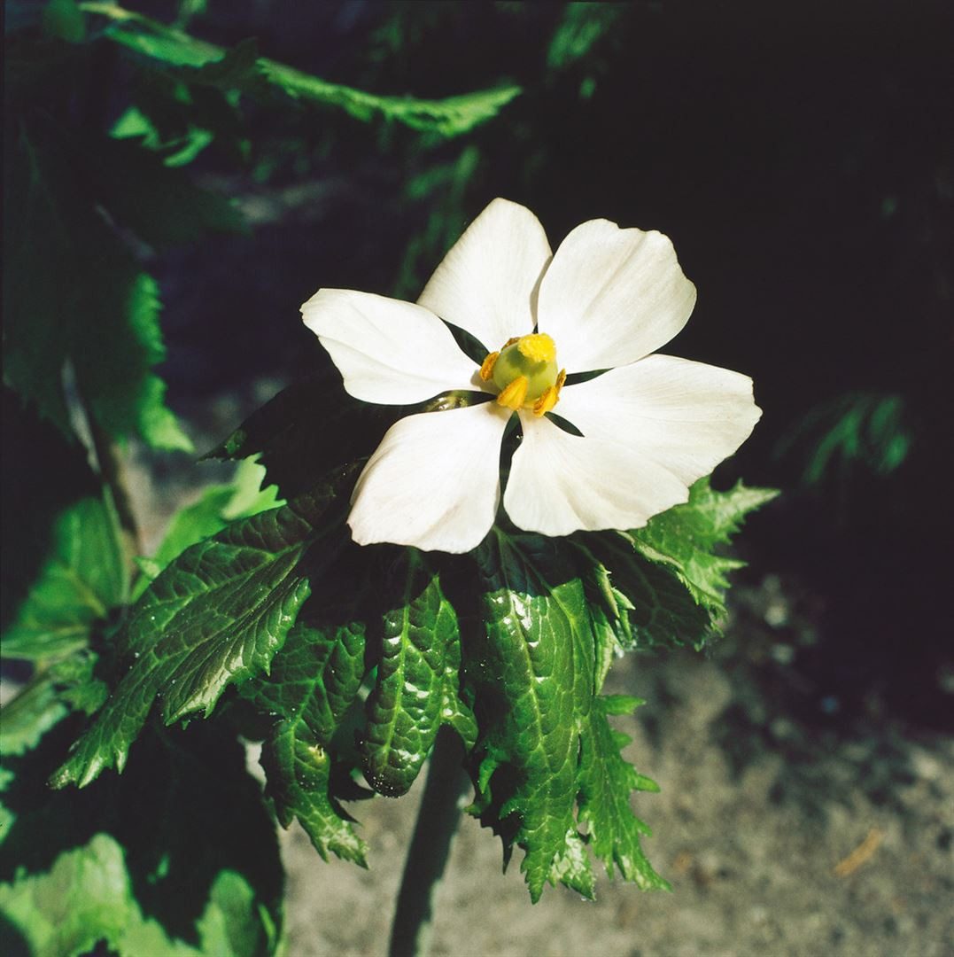 Pflanzen für Dich Staude Podophyllum hexandrum, 1 St., Himalaya-Mayapfel, Indischer Fußblatt, Indische Mayapfel