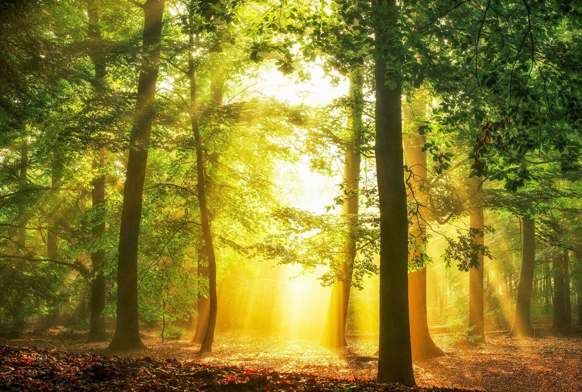 Architects Paper Fototapete Hidden in Plain, (Set, 4 St), Vlies, Wand, Schräge