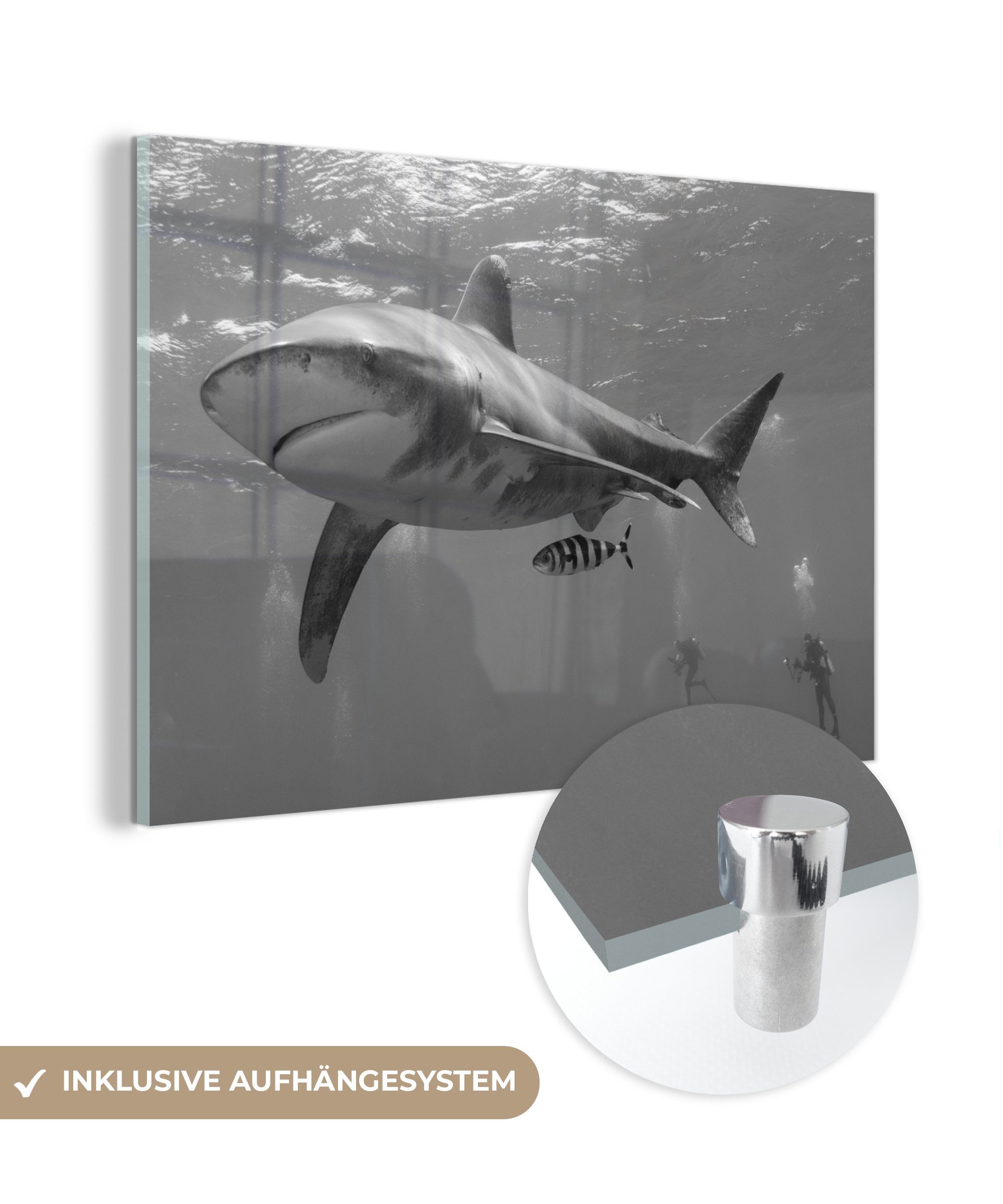 MuchoWow Acrylglasbild Zwei Taucher in der Nähe eines Hais, (1 St), Acrylglasbilder Wohnzimmer & Schlafzimmer